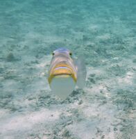 тази красавица е много агресивна и плува право срещу мен, за да ме изгони; comments:3