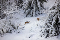 no name ( ID=2575992 ); comments:2