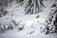 no name ( ID=2575993 ); comments:3