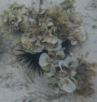 жив натюрморт; Няма коментари