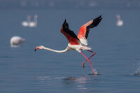 Фламинго; Коментари:15