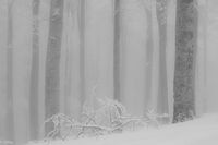 no name ( ID=2576082 ); comments:2