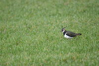 Калугерица; comments:1