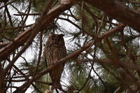 Горска ушата; comments:1