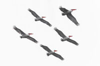 Къдроглави пеикани в полет; comments:1