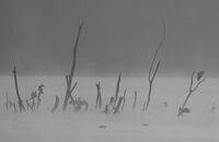 без име ( ID=2576105 ); Коментари:6