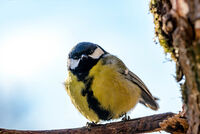 Голям Синигер на Клонка; comments:5