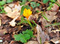 без име ( ID=2576166 ); Няма коментари