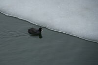 Фазов контраст; Коментари:2