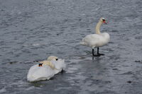 Пазителят на съня; comments:3