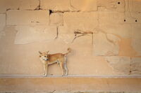 Мобилно египетско писание; Коментари:3