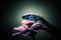 без име ( ID=2576186 ); Коментари:3