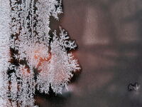 Годината на Огнения кон; Коментари:14