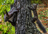 палавници; Коментари:3