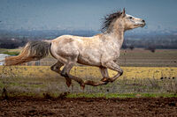 Инстинкт; Няма коментари