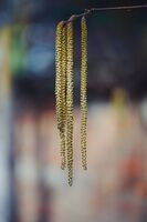 Ресите на леската; Коментари:3