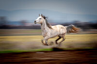 Бързина; Коментари:5