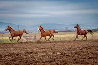 Кал, вятър, и живот.; Коментари:5