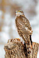 Малък ястреб; Коментари:4