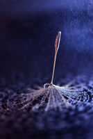 без име ( ID=2576230 ); Коментари:11