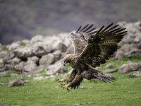 Приземяване; comments:3