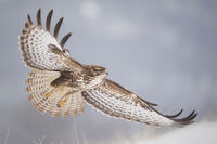 Мишелов край снежна Провадия / България; comments:3