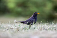 no name ( ID=2576267 ); comments:2