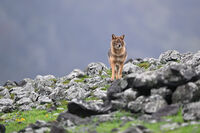 Златист чакал; comments:2