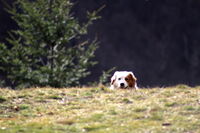 Пазачът от планината; Няма коментари
