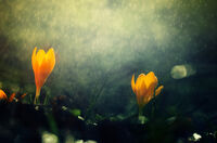 без име ( ID=2576329 ); Коментари:24