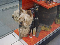 Ха!; Няма коментари