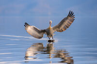 Къдроглавия; comments:12