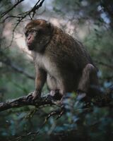 One of the less extroverted inhabitants of the Rock of Gibraltar reserve; comments:5