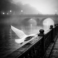 Меланхоличното достойнство на една птица II; Коментари:20