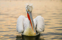 Златният пеликан (Къдроглав пеликан); comments:6