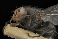 без име ( ID=2576432 ); Коментари:5