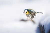 Син синигер оцелява из Провадийската зима; Коментари:6