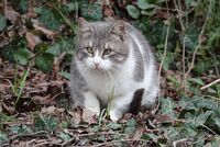 Котка №110; Коментари:3