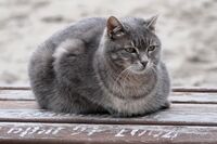 Котка №111; Коментари:3