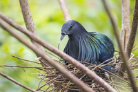 Caloenas nicobarica Тропически птички по сингапурските паркове...; Коментари:3