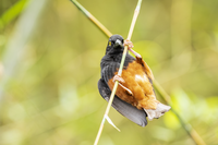 Тропически птички по сингапурските паркове...; comments:2