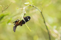 Тропически птички по сингапурските паркове...; Няма коментари