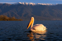 Розов пеликан; Коментари:9