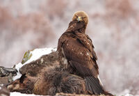 скален орел; Коментари:2