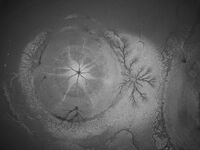 Неврони от лед; Коментари:8