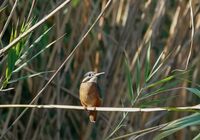 без име ( ID=2576526 ); Коментари:2