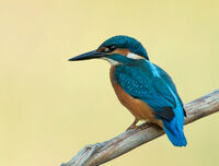 Жълто и синьо; Коментари:3