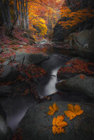 без име ( ID=2576553 ); Коментари:9