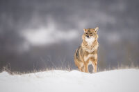 Чакалът изкачва снежния хълм; comments:4