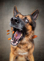 Макси в естествена среда; Коментари:17